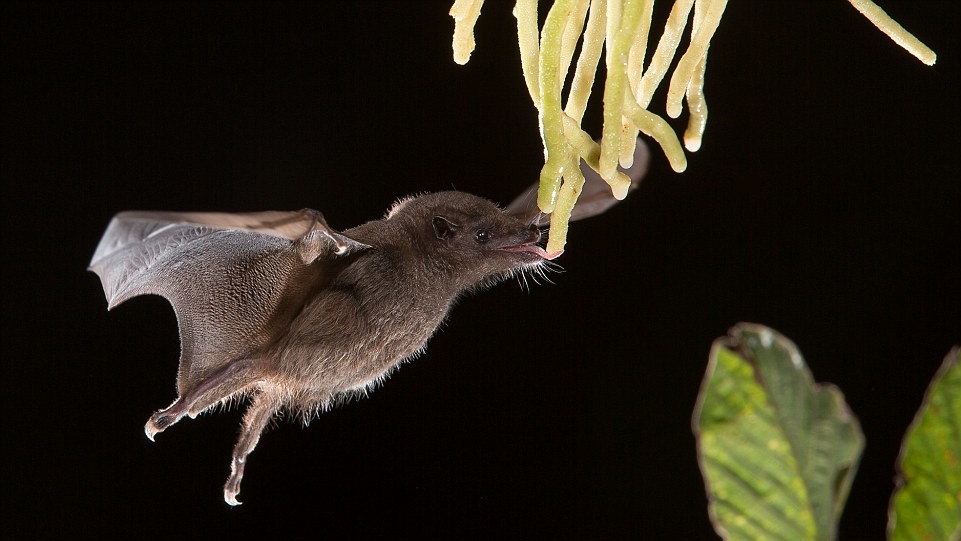Фото Nicolas Reuse. Победитель в категории "Лучший момент"