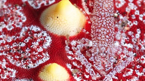 Фото Simone Scarprodossi