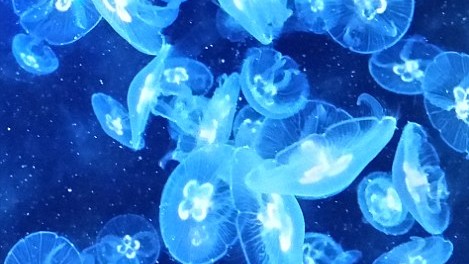 Фото Regan English