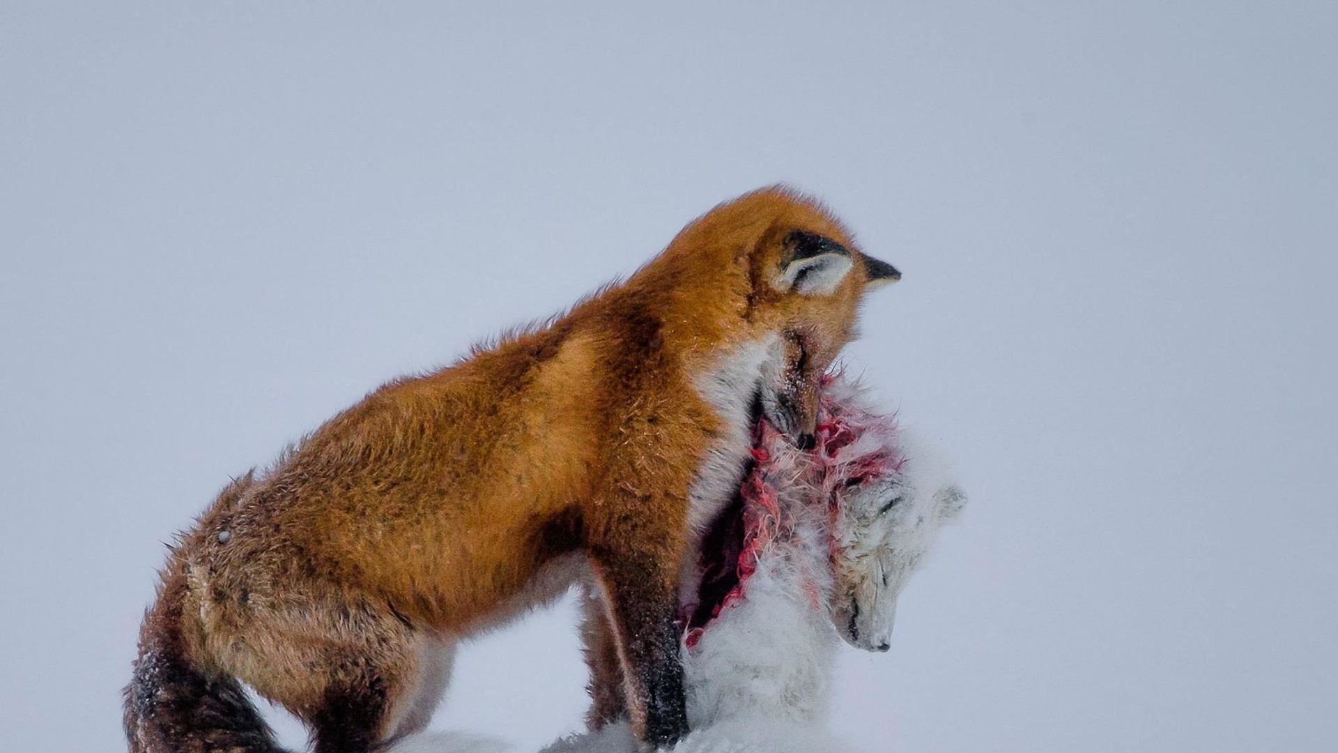 Найкраще фото конкурсу. "Історія двох лисиць". Автор Don Gutoski, Канада