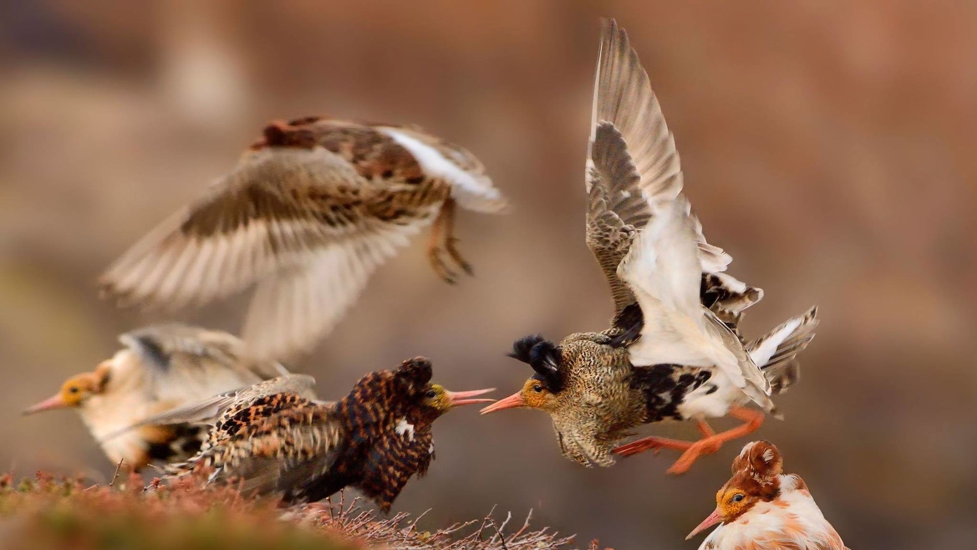 Головний переможець серед фотографів до 18 років. Ondřej Pelánek, Чехія