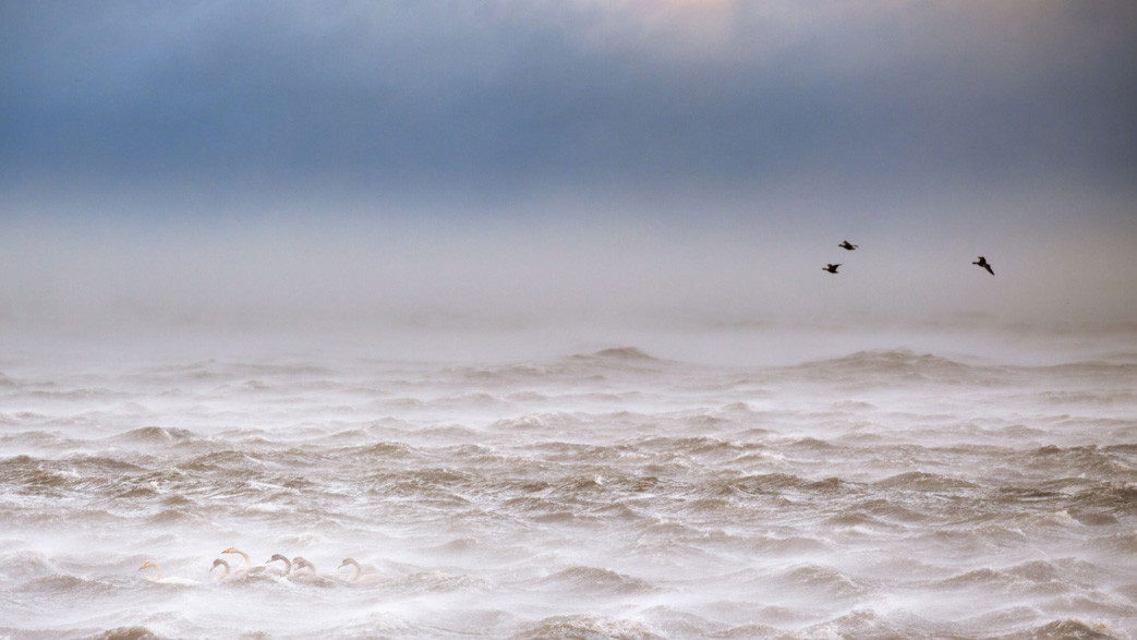 Фіналіст в категорії "Птахи". Vincenzo Mazza