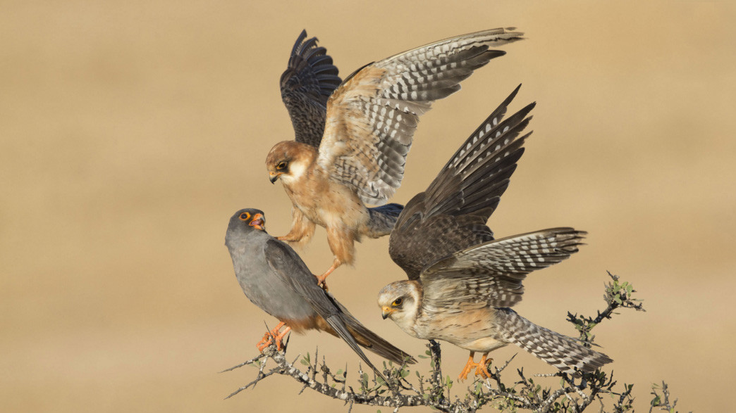 Переможець в категорії "Птахи". Amir Ben-Dov, Ізраїль