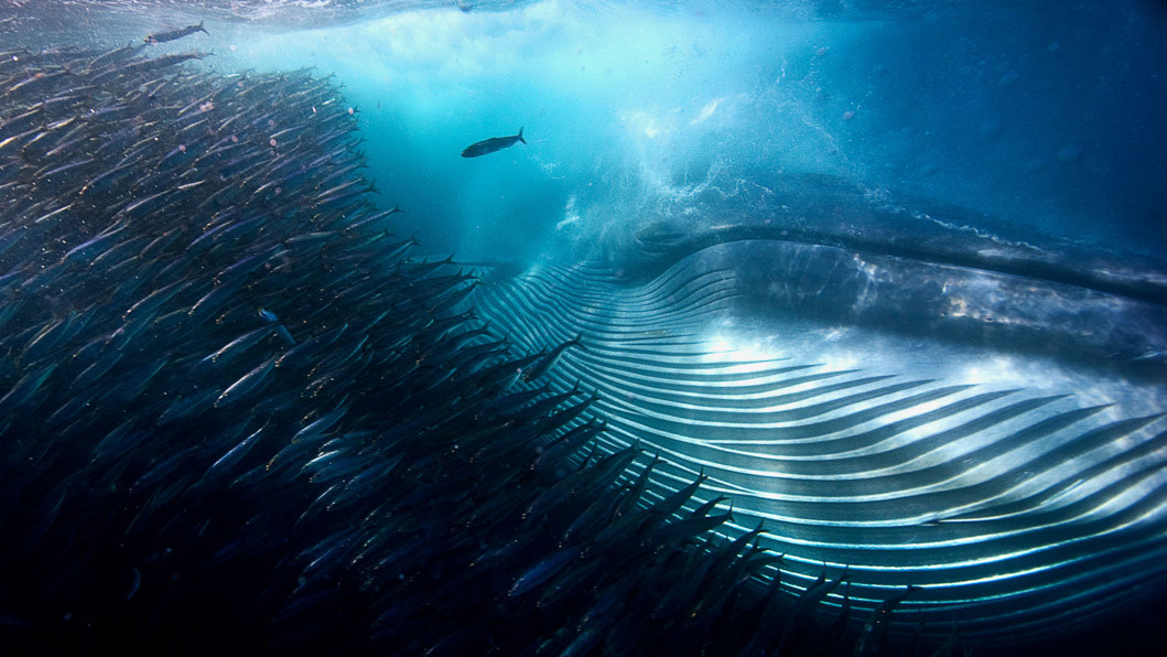 Переможець в категорії "Під водою". Michael AW, Австралія