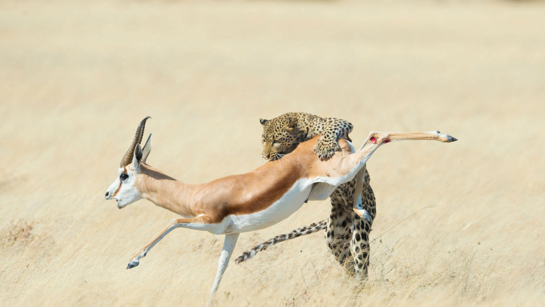 Фіналіст в категорії "Ссавці". Wim van den Heever, Південна Африка