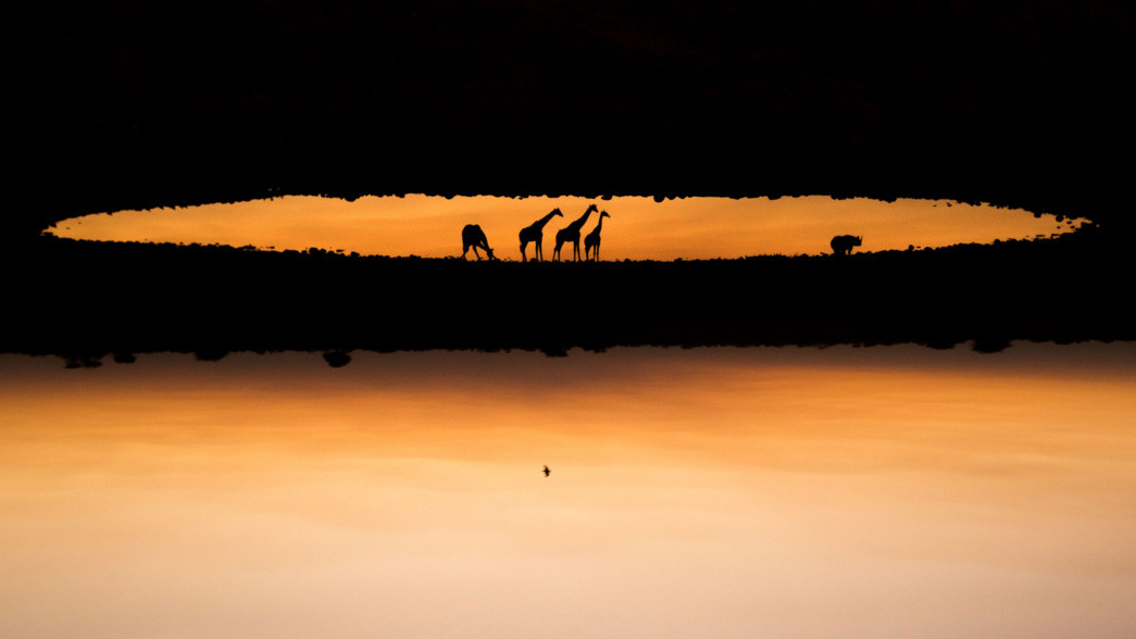 Фіналіст в категорії "Ссавці". Marina Cano, Іспанія