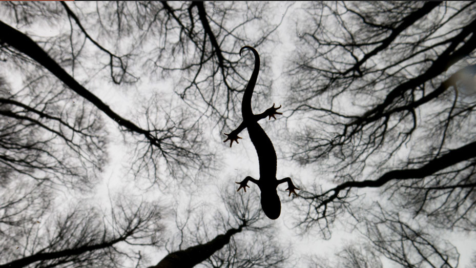 Переможець в категорії "Амфібії і рептилії", Edwin Giesbers, Нідерланди