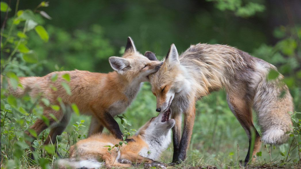Фіналіст у категорії 11-14 років, Ashleigh Scully, США