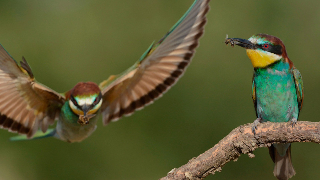 Переможець у категорії до 10 років Carlos Perez Naval, Іспанія