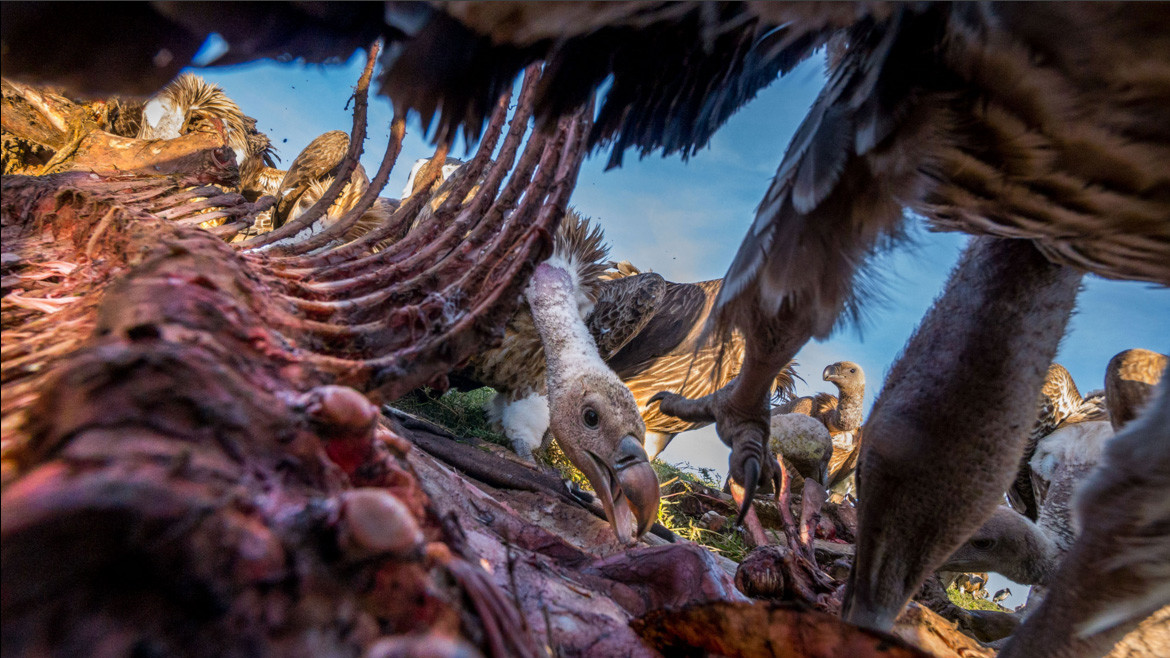 Фіналіст в категорії "Птахи" Charlie Hamilton James, Великобританія