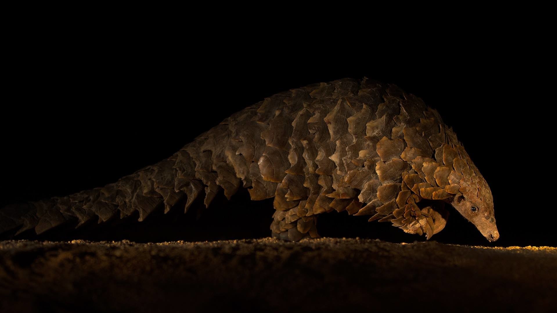 Фіналіст в категорії "Ссавці", Tristan Dicks, Південна Африка