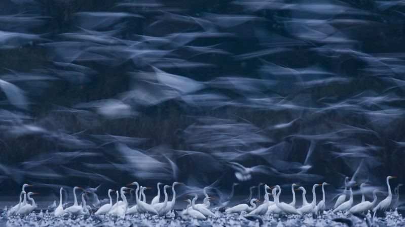 Переможець в категорії "Wildlife". Автор Mateusz Piesiak