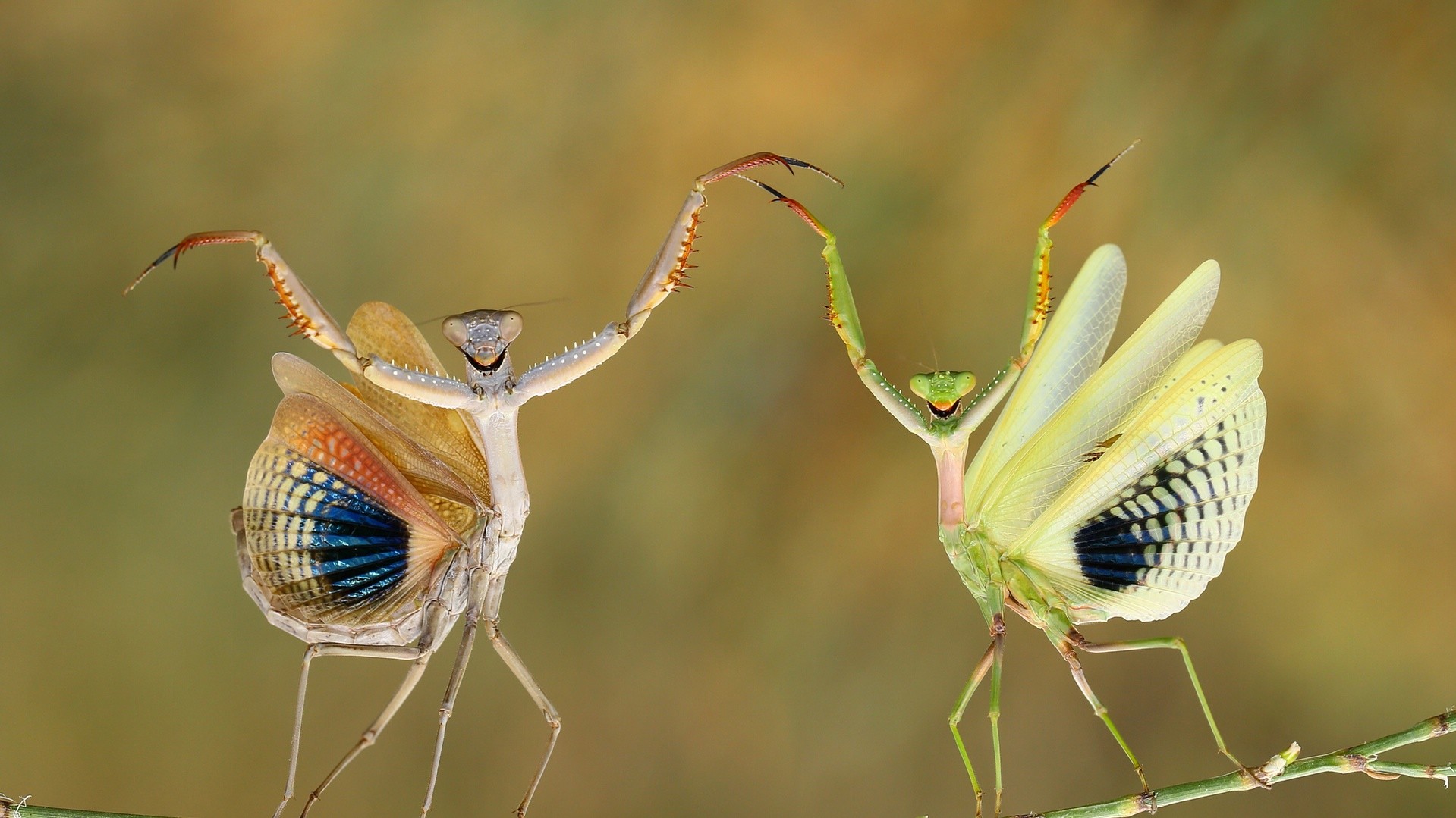 Перше місце в категорії "Природа". Автор Hasan Baglar