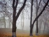 Туман в столице Украины