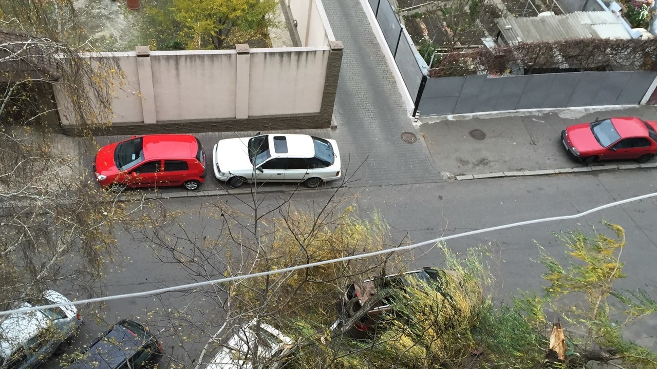 Сильный ветер ломал деревья