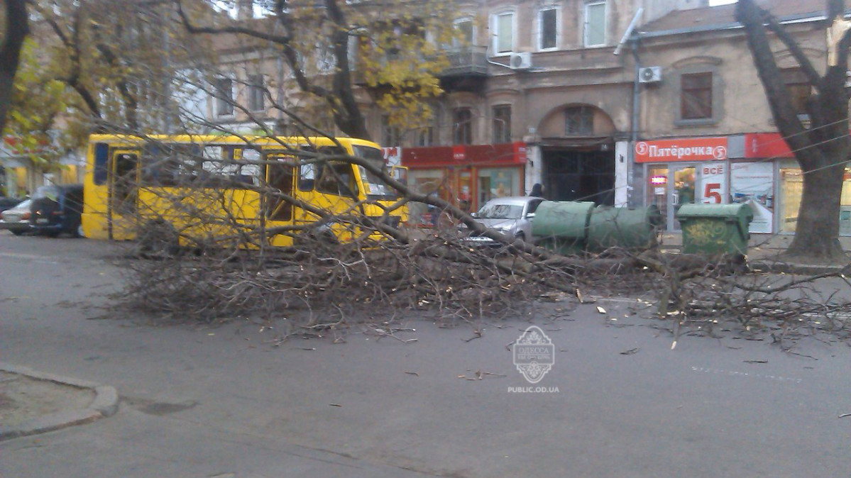 Сильный ветер ломал деревья