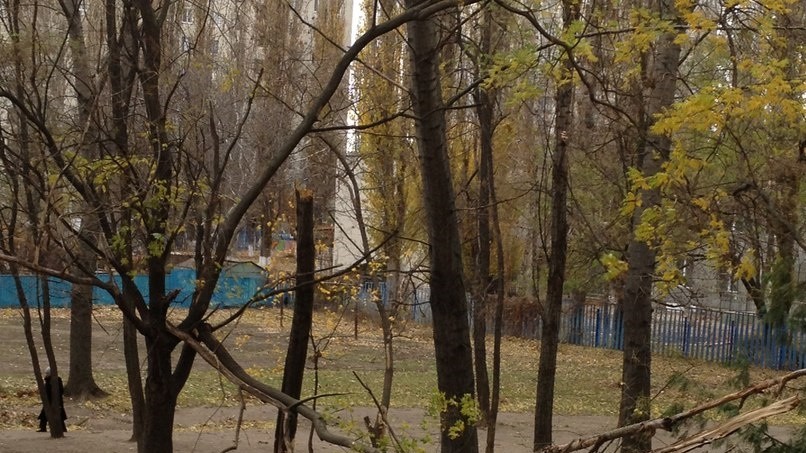 Сильный ветер ломал деревья