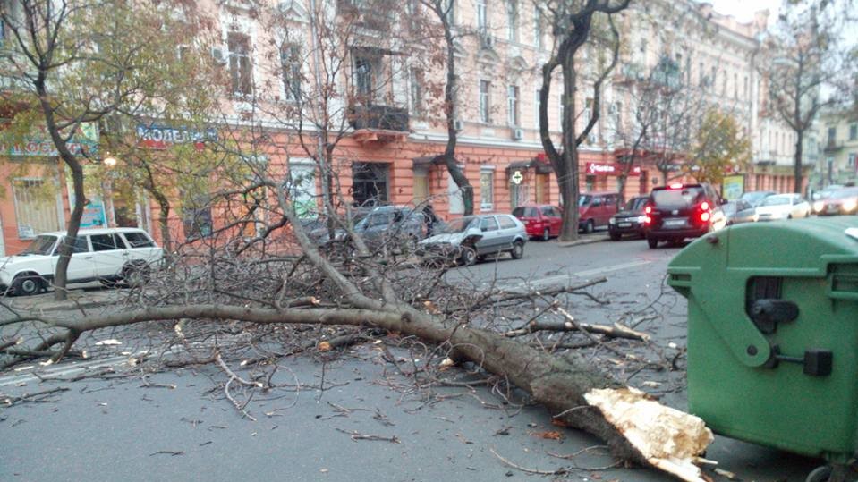 Сильный ветер ломал деревья