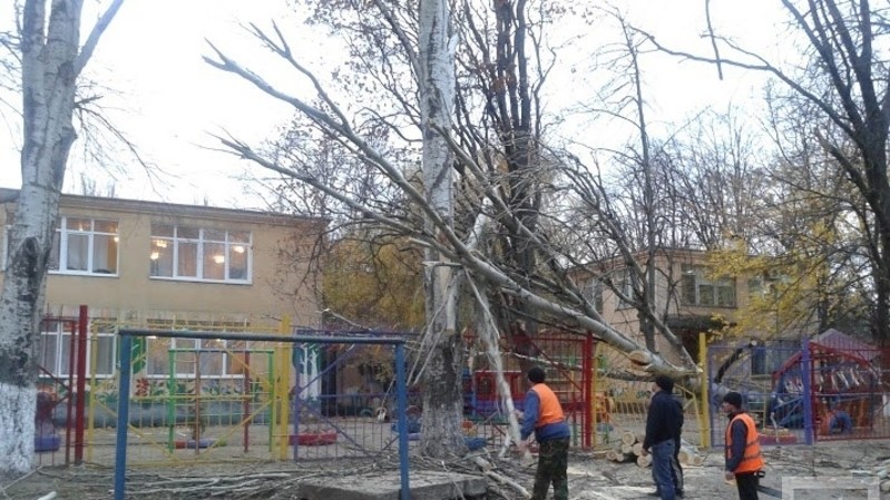 Сильный ветер ломал деревья
