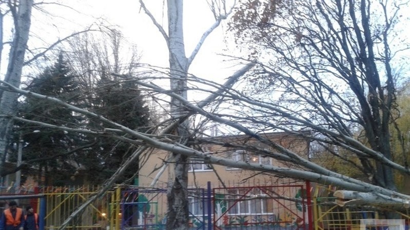 Сильный ветер ломал деревья