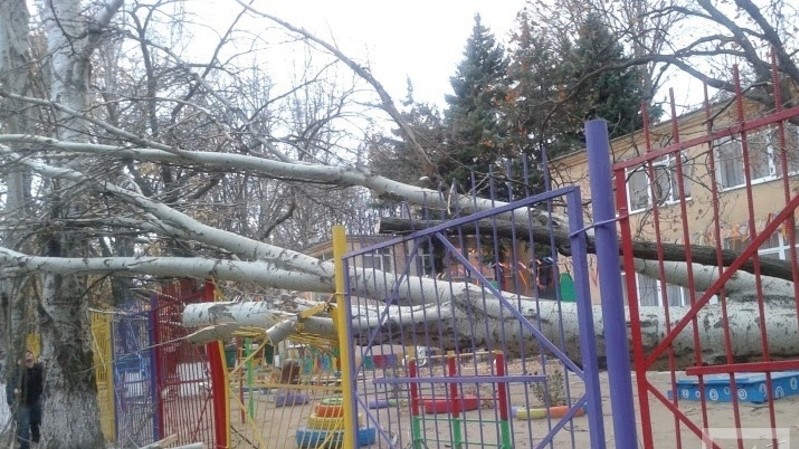 Сильный ветер ломал деревья