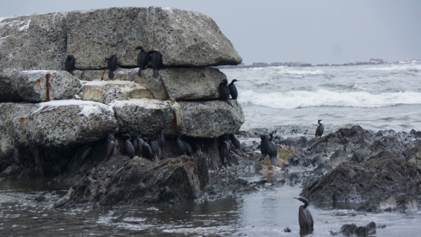 Птахи гинуть на узбережжі