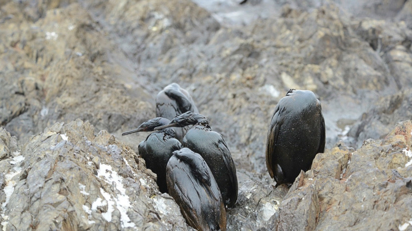 Птахи гинуть на узбережжі