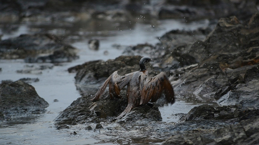 Птахи гинуть на узбережжі