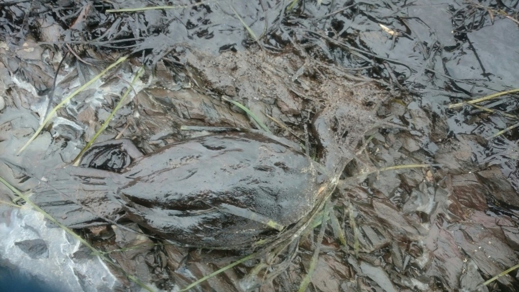 Птахи гинуть на узбережжі