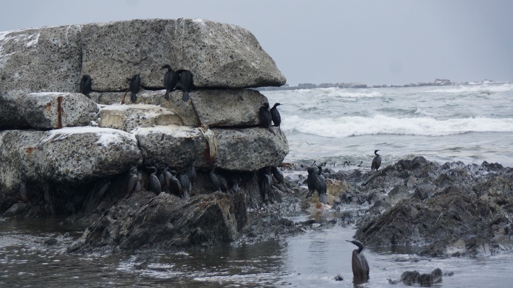 Птахи гинуть на узбережжі