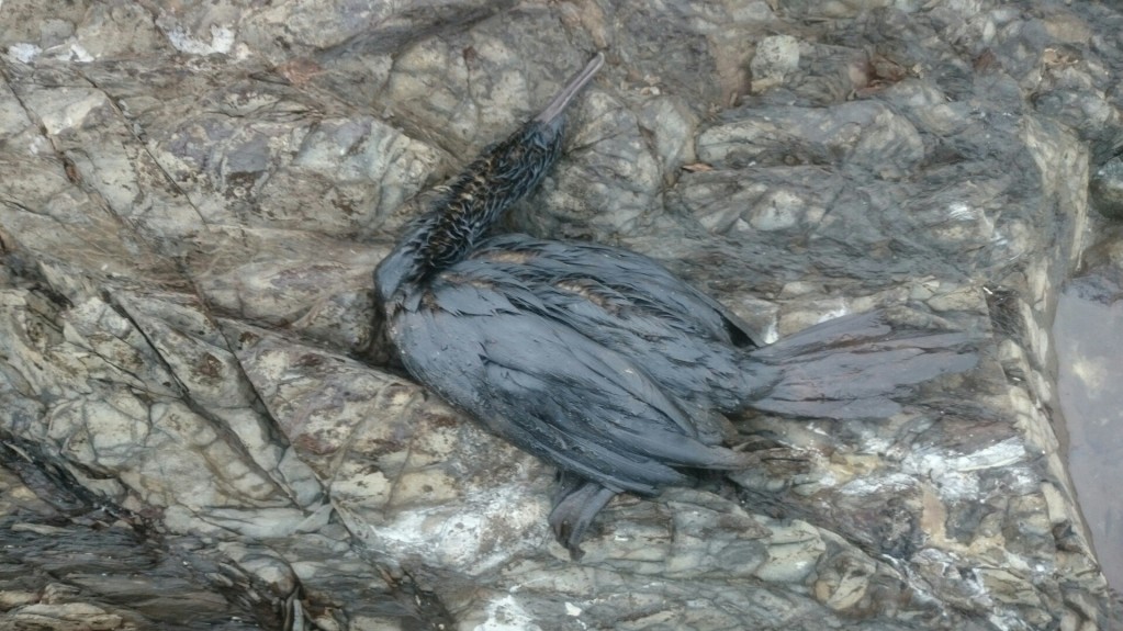 Птахи гинуть на узбережжі