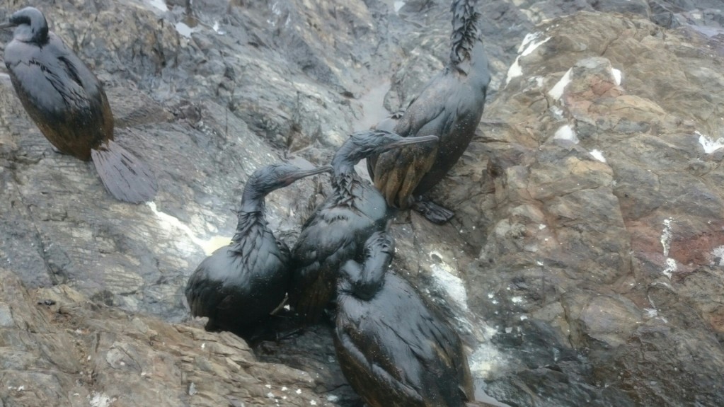 Птахи гинуть на узбережжі