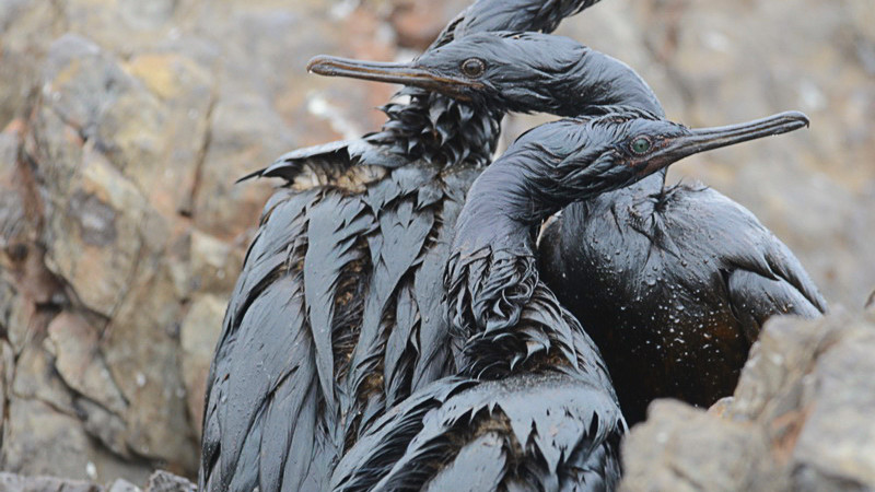 Птахи гинуть на узбережжі