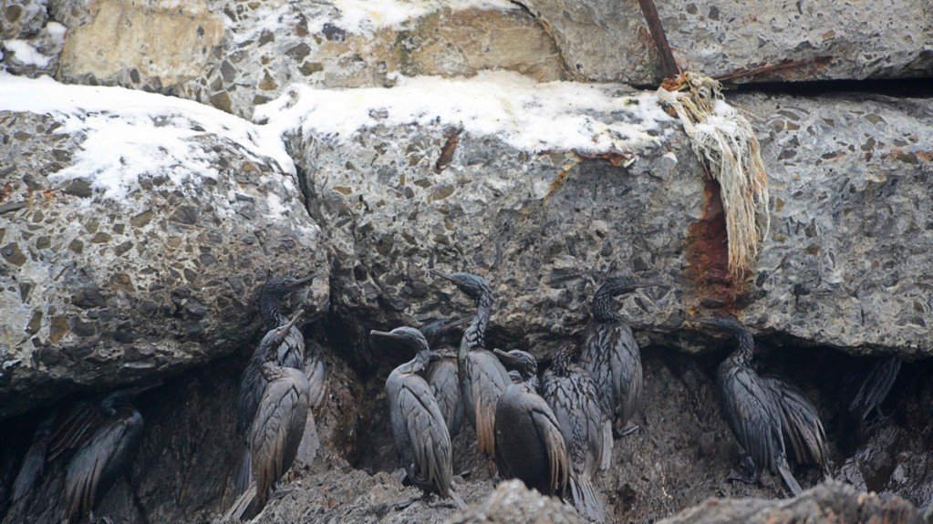 Птахи гинуть на узбережжі