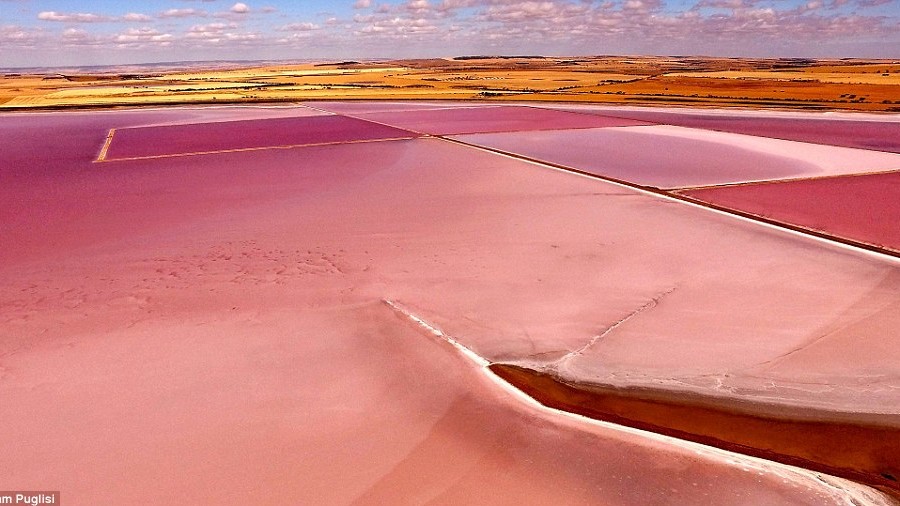 Автор Камерон Пуглиси