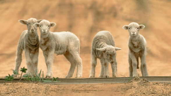 Фото Ray Jennings