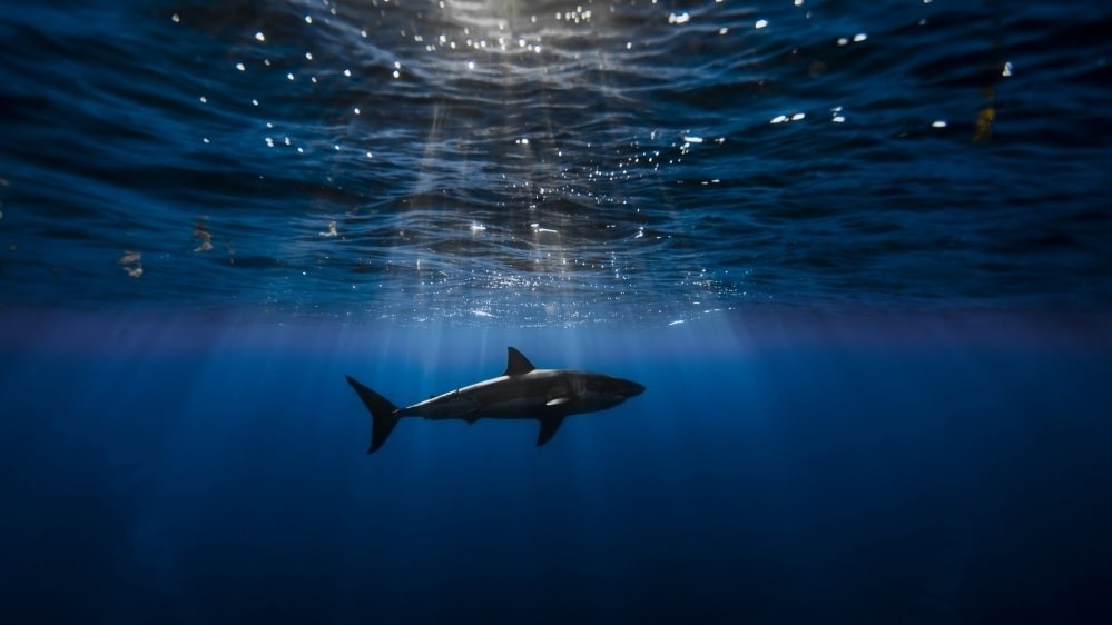 Фото George Probst