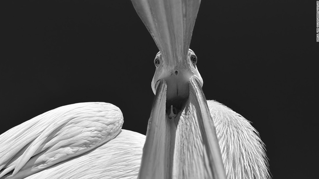 Фото Marsel van Oosten