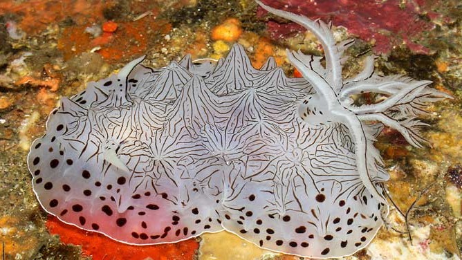 Новий вид морських равликів на Філіппінському рифі