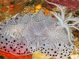 Пигмент, который вырабатывают кораллы, защищает от ультрафиолета