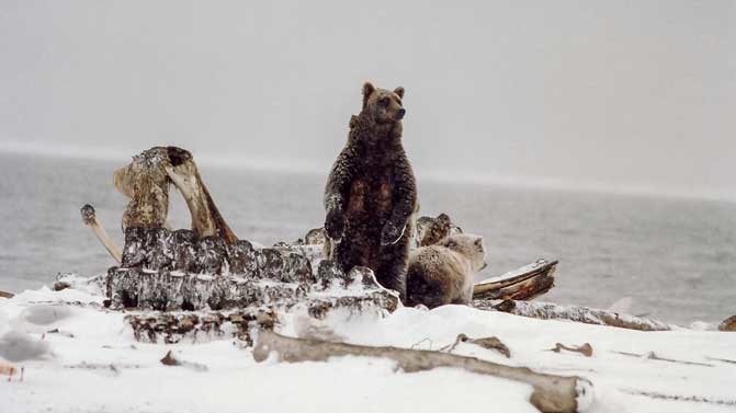 Протистояння грізлі і полярних ведмедів на Алясці