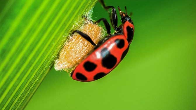 "Зомбі-жук" охороняє личинок паразита під впливом паралітичної речовини