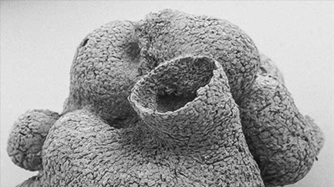 Морська губка віком близько 600 млн років