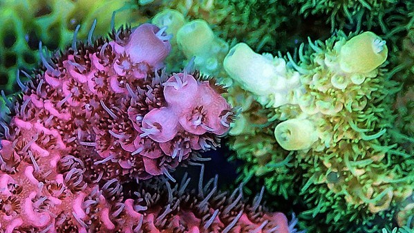 Пігмент, який виробляють корали, захищає від ультрафіолету