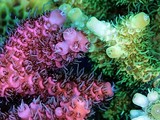Пигмент, который вырабатывают кораллы, защищает от ультрафиолета