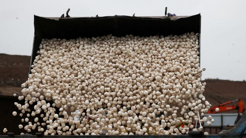 Шампиньоны отправились в утиль