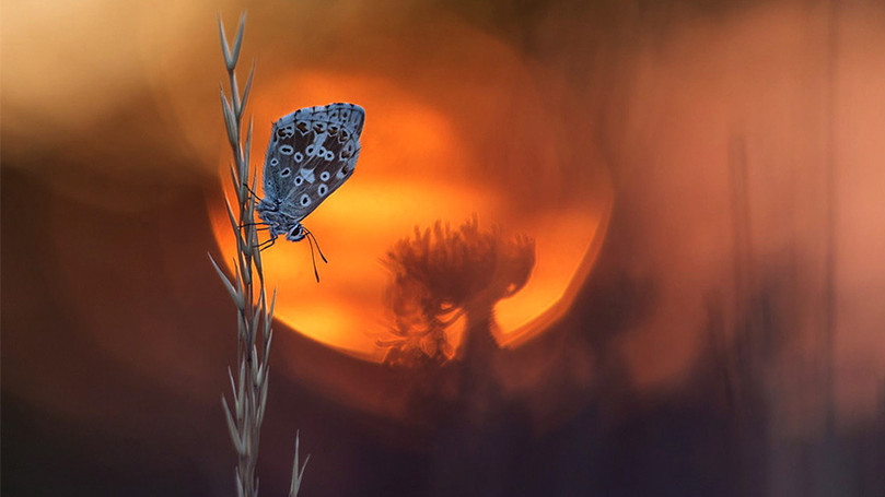 Фото Henrik Spranz