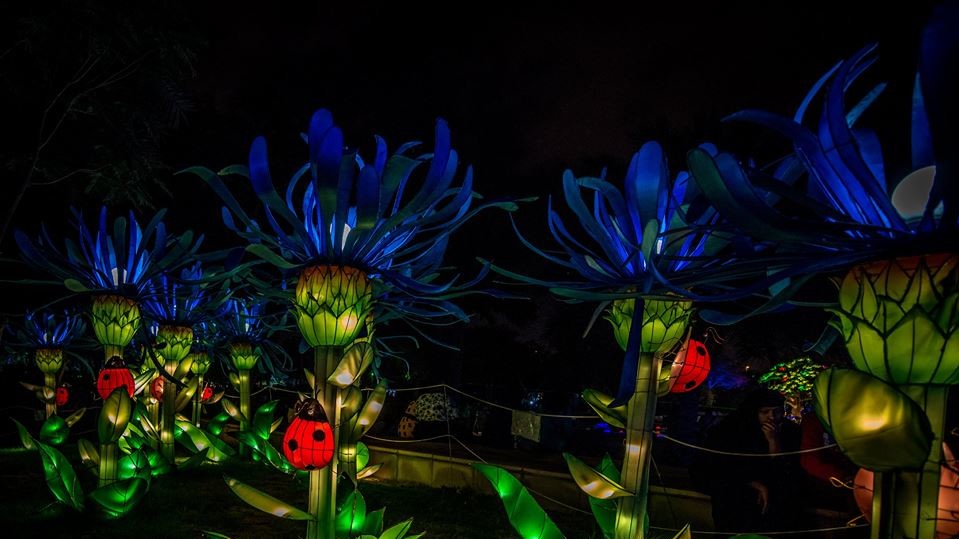 Dubai Garden Glow дуже популярний у фотографів