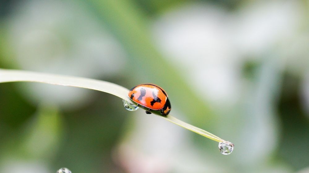 Фото Thomas su. Категория "Макро"