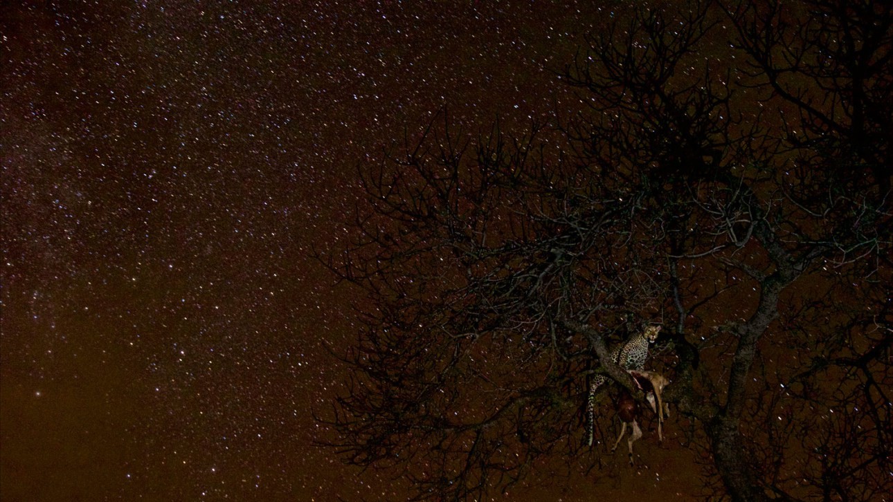 Автор Стівен Вінтер. "Дика природа"